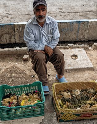 Ducks and Chicks for Nowruz