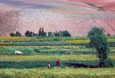 Agricultural Workers