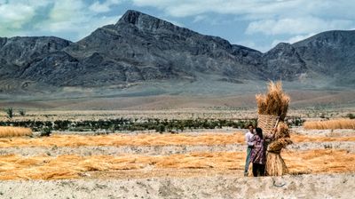 Harvesting the Wheat