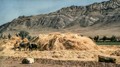 Cutting Straw