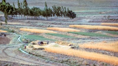 Grain Fields