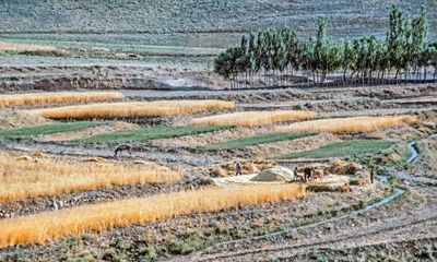 Family Threshing Wheat