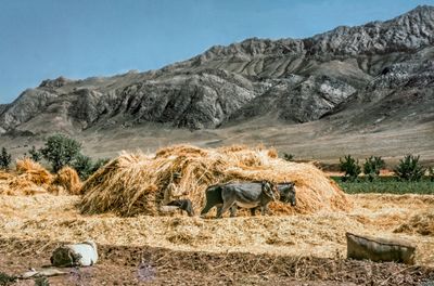 Threshing Grain