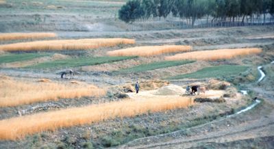 Threshing Wheat