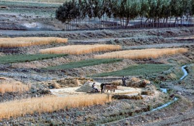 Threshing Wheat