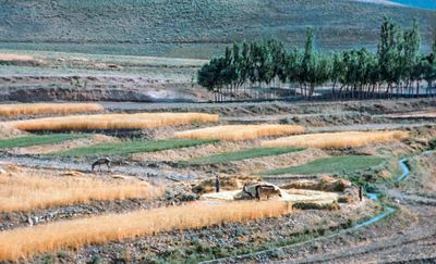 Family Threshing Wheat