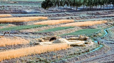 Iranian Family Threshing Wheat
