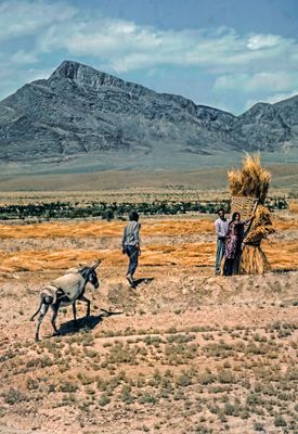 Harvesting the Wheat