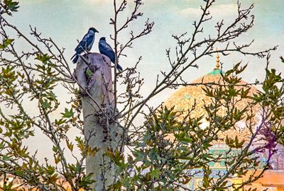 Birds of Isfahan