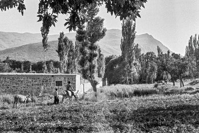 Country Scene