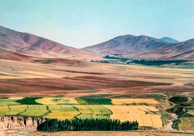 Iranian Grain Fields