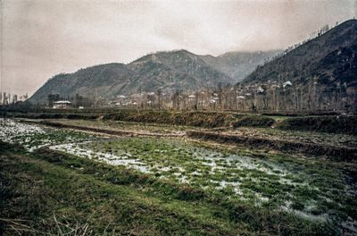 RIce Fields