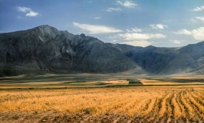 Iranian Grain Fields