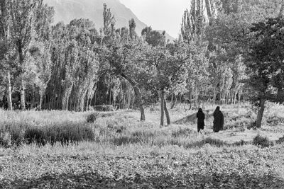 A Country Walk