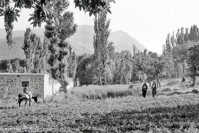 A Walk in the Country