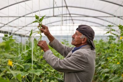 Cucumber Farmer