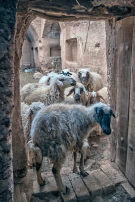 Sheep!