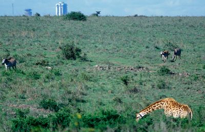 Wildlife in Nairobi