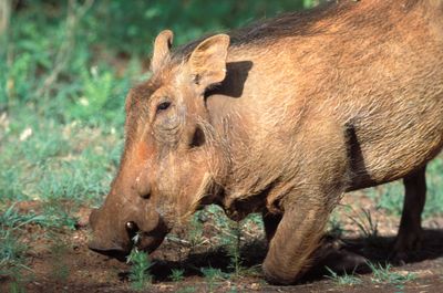 Warthog