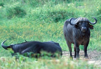 Cape Buffalo, Syncerus caffer