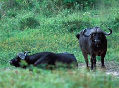 Cape Buffalo