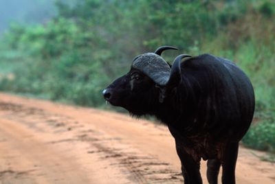 Cape Buffalo, Syncerus caffer