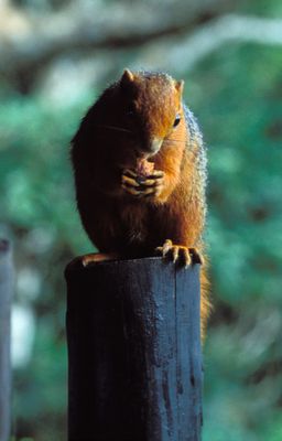Red-bellied Coast Squirrel,  Paraxerus palliatus frerei