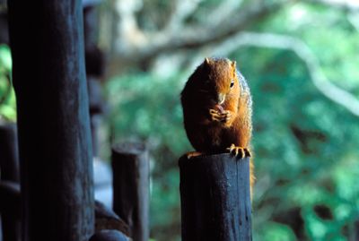 Red-bellied Coast Squirrel,  paraxerus palliatus frerei