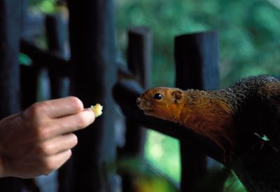 Red-bellied Coast Squirrel,