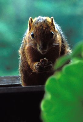 Red-bellied Coast Squirrel, Paraxerus palliatus frerei