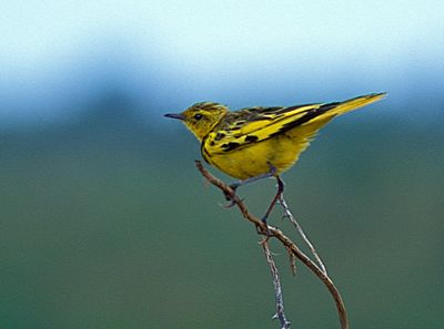 Golden Pipit Lark, Tmetothylacus Tenellus