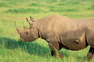 Black Rhinoceros, Diceros bicornis, with Oxpecker Birds