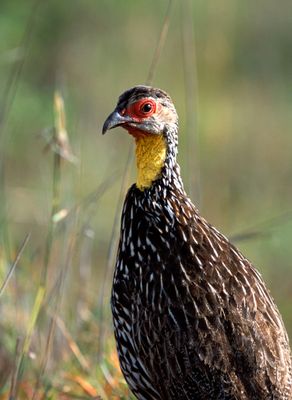 Yellow-necked Spurfowl, Francolinus leucoscepus