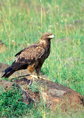 Steppe Eagle, Aquila nipalensis