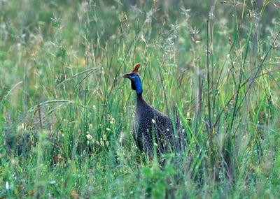 Helmeted Guineafowl, Numida meleagris