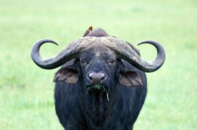 Cape Buffalo, Syncerus caffer, with oxpecker bird, Nairobi National Park