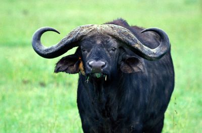 Cape Buffalo, Syncerus caffer, with oxpecker bird, Nairobi National Park