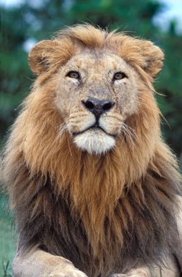 Male Lion, Panthera leo
