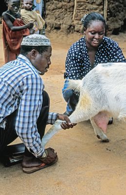 Heifer Project International Veterinarian, Kwale, Kenya