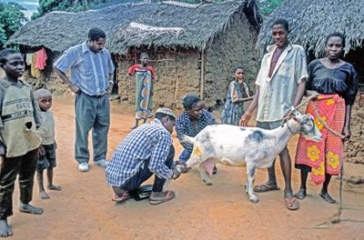 Heifer Project International Veterinarian, Kwale, Kenya