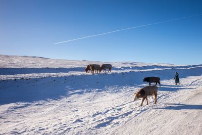 Gobi Desert