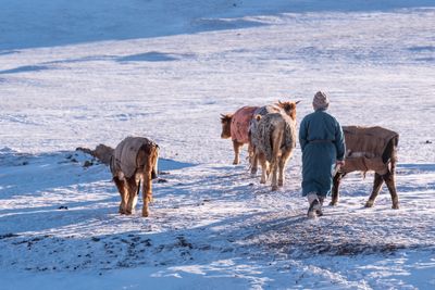 Gobi Desert