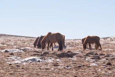 Gobi Desert