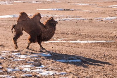 Camel Herd