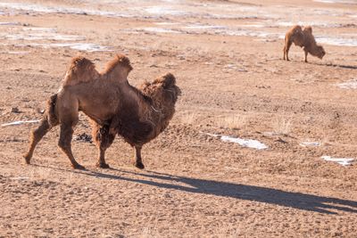 Camel Herd