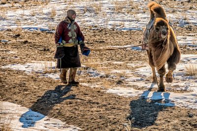 Camel Herd