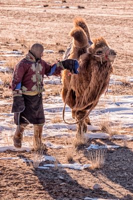 Camel Herd
