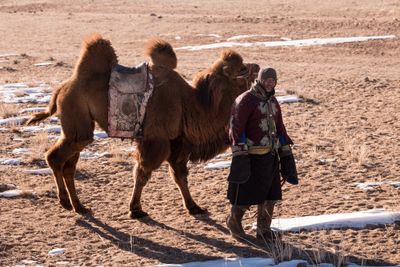 Camel Herd