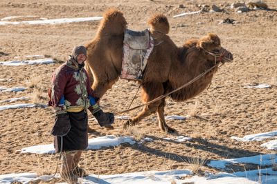 Camel Herd