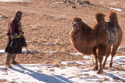 Camel Herd